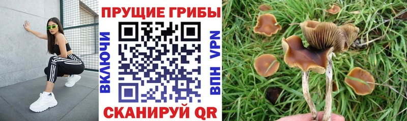 Галлюциногенные грибы мицелий  Купить  Кубинка 